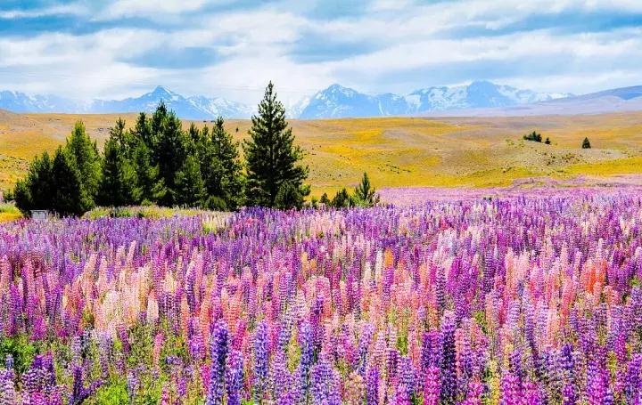 王凯、韩庚、邓紫棋、谢霆锋……明星最近为什么都去新西兰？