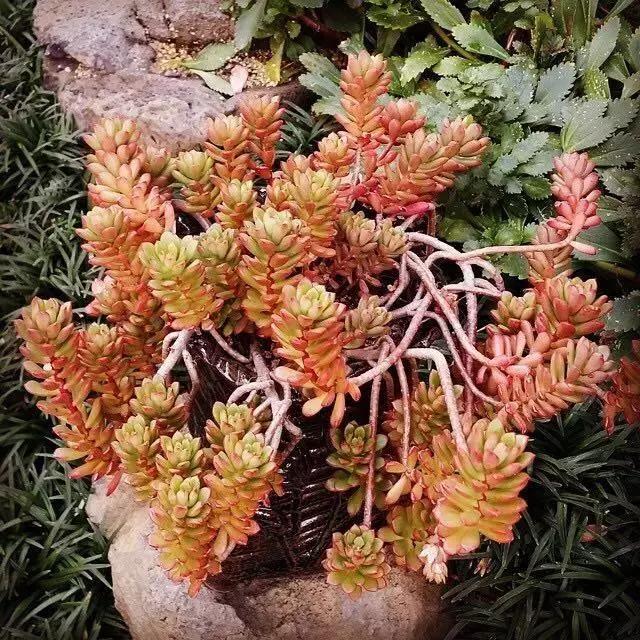 肉友推荐养的多肉植物,国外肉友养的多肉