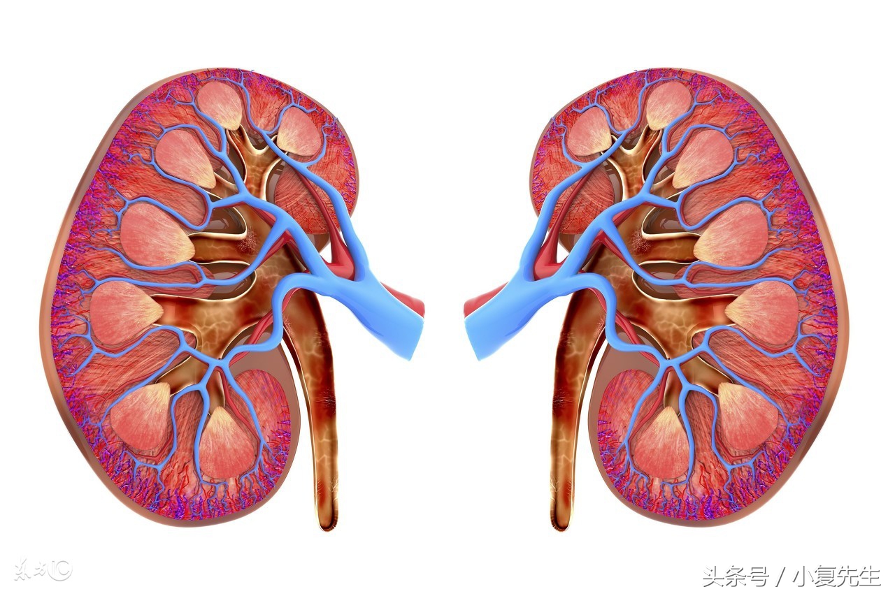 慢性肾病高发怎么治,得了肾病能怀宝宝吗