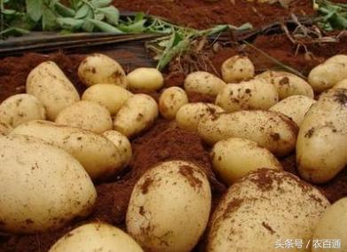土豆疮痂病的防治办法,土豆疮痂病用什么药防治最好