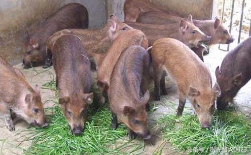 2022农村创业好点子,2017推荐农村创业致富的3个金点子