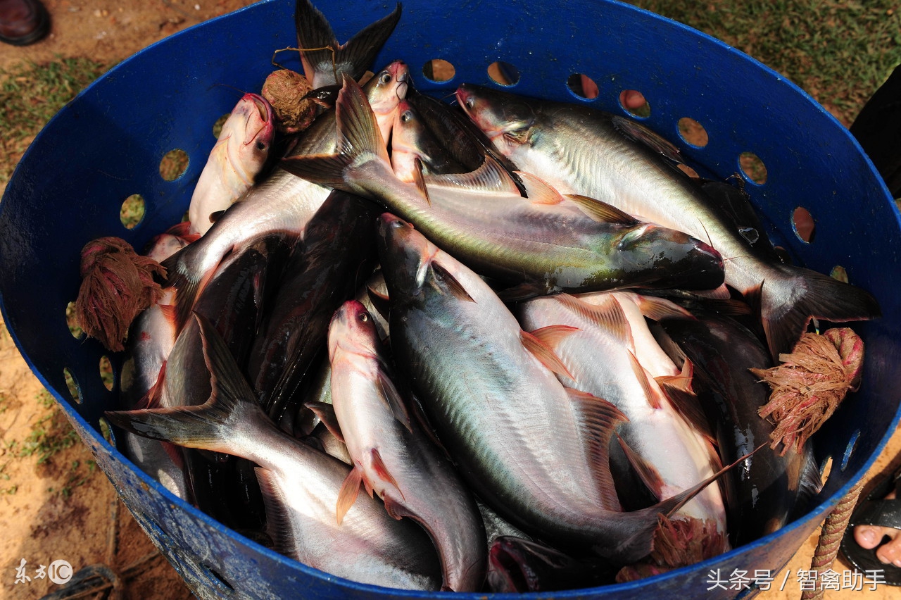 鱼尾巴烂了是怎么医治,鱼尾巴烂了是怎么回事