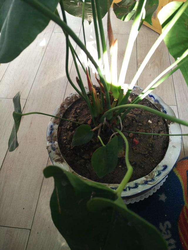 红掌病害分析,红掌一般会有什么病害