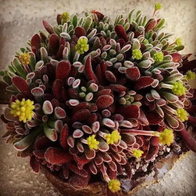 肉友推荐养的多肉植物,国外肉友养的多肉