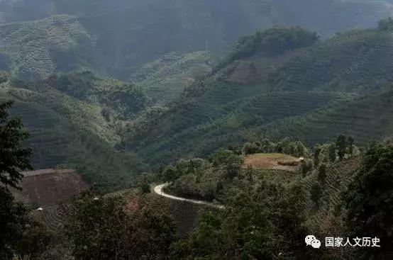 中国好茶：罗斯福找人代购，无数人追捧，价格涨到一担360两白银