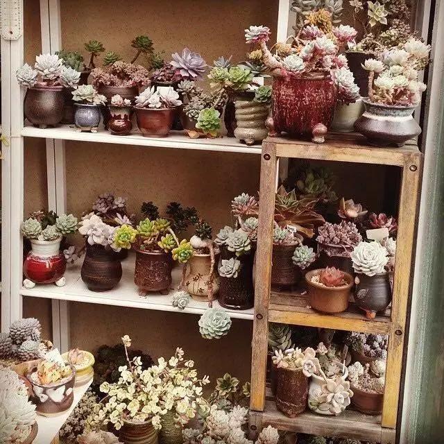 肉友推荐养的多肉植物,国外肉友养的多肉