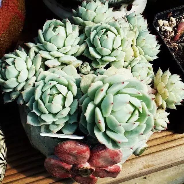 肉友推荐养的多肉植物,国外肉友养的多肉