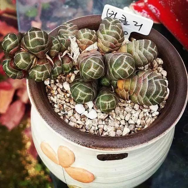 肉友推荐养的多肉植物,国外肉友养的多肉