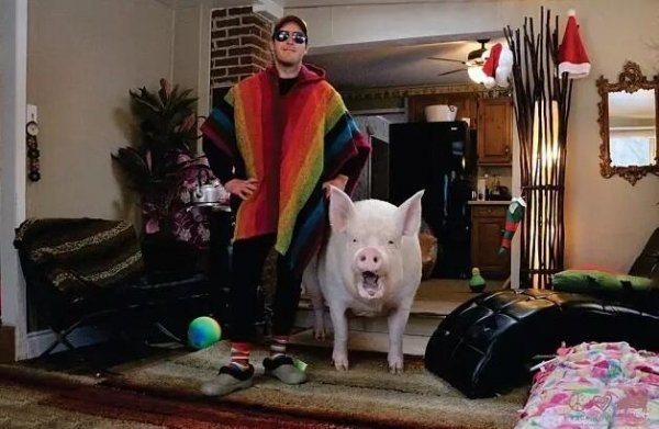 夫妻天天跟360公斤猪猪卖萌放闪，私下偷爆料：它其实是迷你猪？