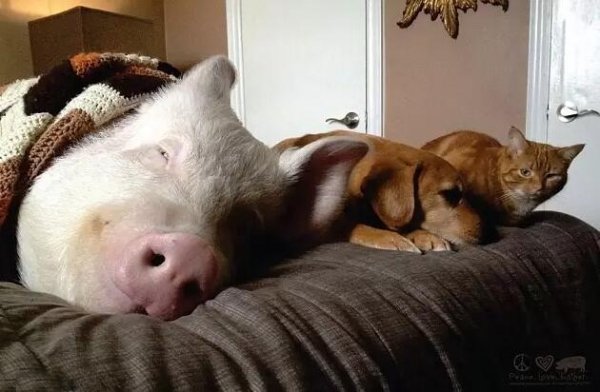 夫妻天天跟360公斤猪猪卖萌放闪，私下偷爆料：它其实是迷你猪？