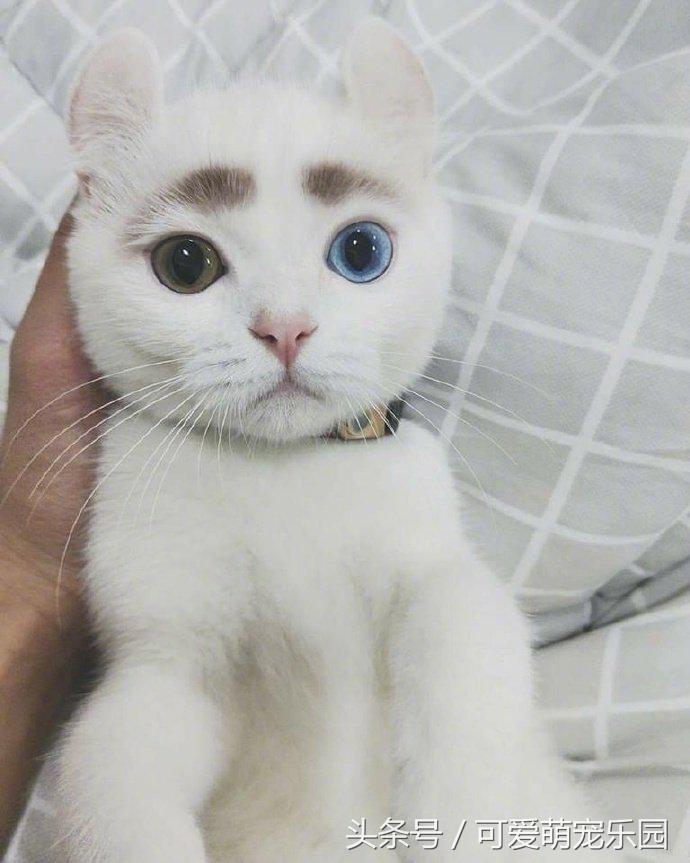 澶ц劯鐚殑鐑︽伡,澶ц劯鐚殑鐑︽伡瑙ｈ