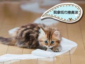 猫咪感冒严重需要做些什么检查,猫咪生病的12种表现铲屎官必知