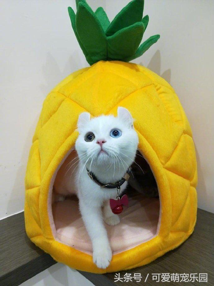 澶ц劯鐚殑鐑︽伡,澶ц劯鐚殑鐑︽伡瑙ｈ