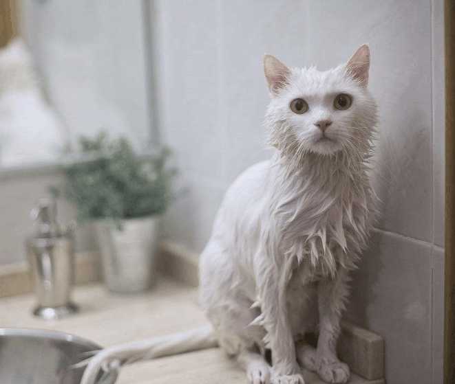 喵咪被主人哄骗到浴室洗澡，当喷头喷水时，喵咪的动作碉堡了