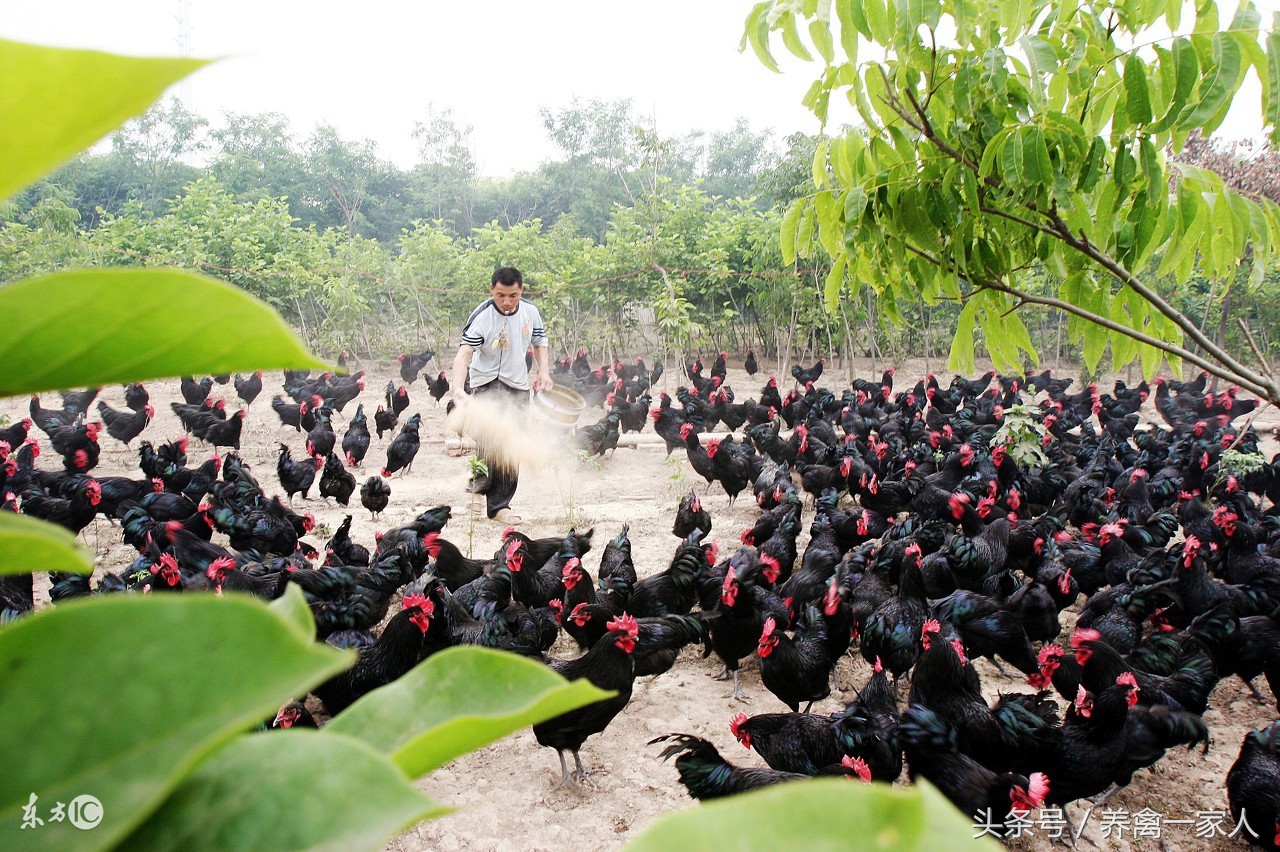 养鸡眼病的治疗方法,养鸡怎么知道鸡的病
