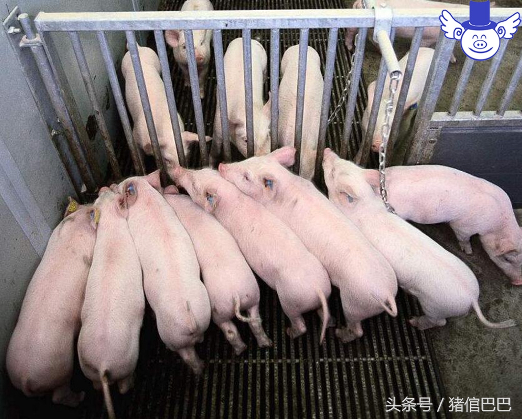 养殖场污染原因,养殖场污染环境怎么处理