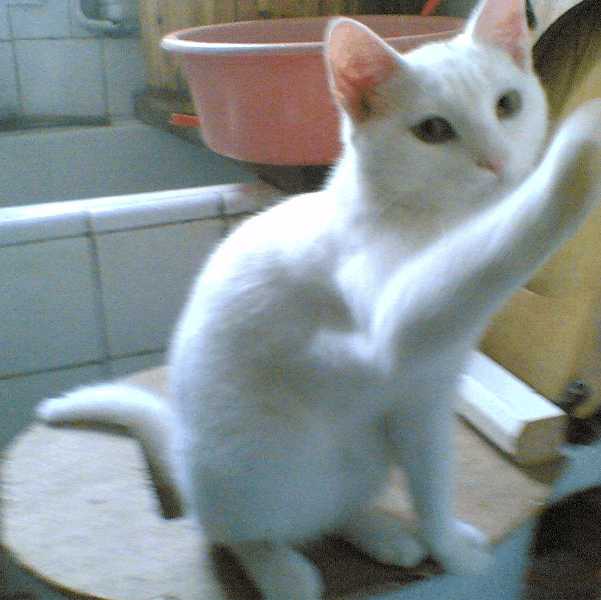 喵咪被主人哄骗到浴室洗澡，当喷头喷水时，喵咪的动作碉堡了