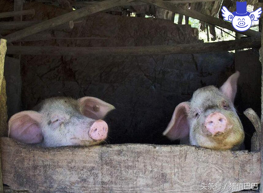 养殖场污染原因,养殖场污染环境怎么处理