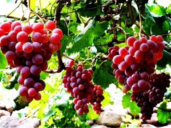 青岛最美11号线风景,青岛最美地铁和最浪漫的地铁