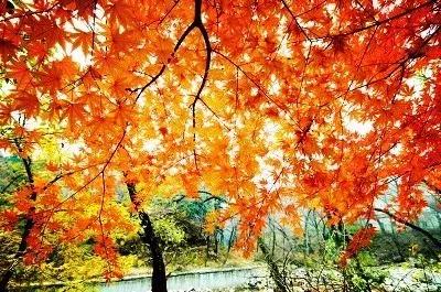 青岛最美11号线风景,青岛最美地铁和最浪漫的地铁