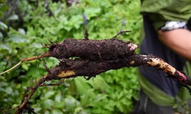 汗蒙药是什么,汗蒙药是啥