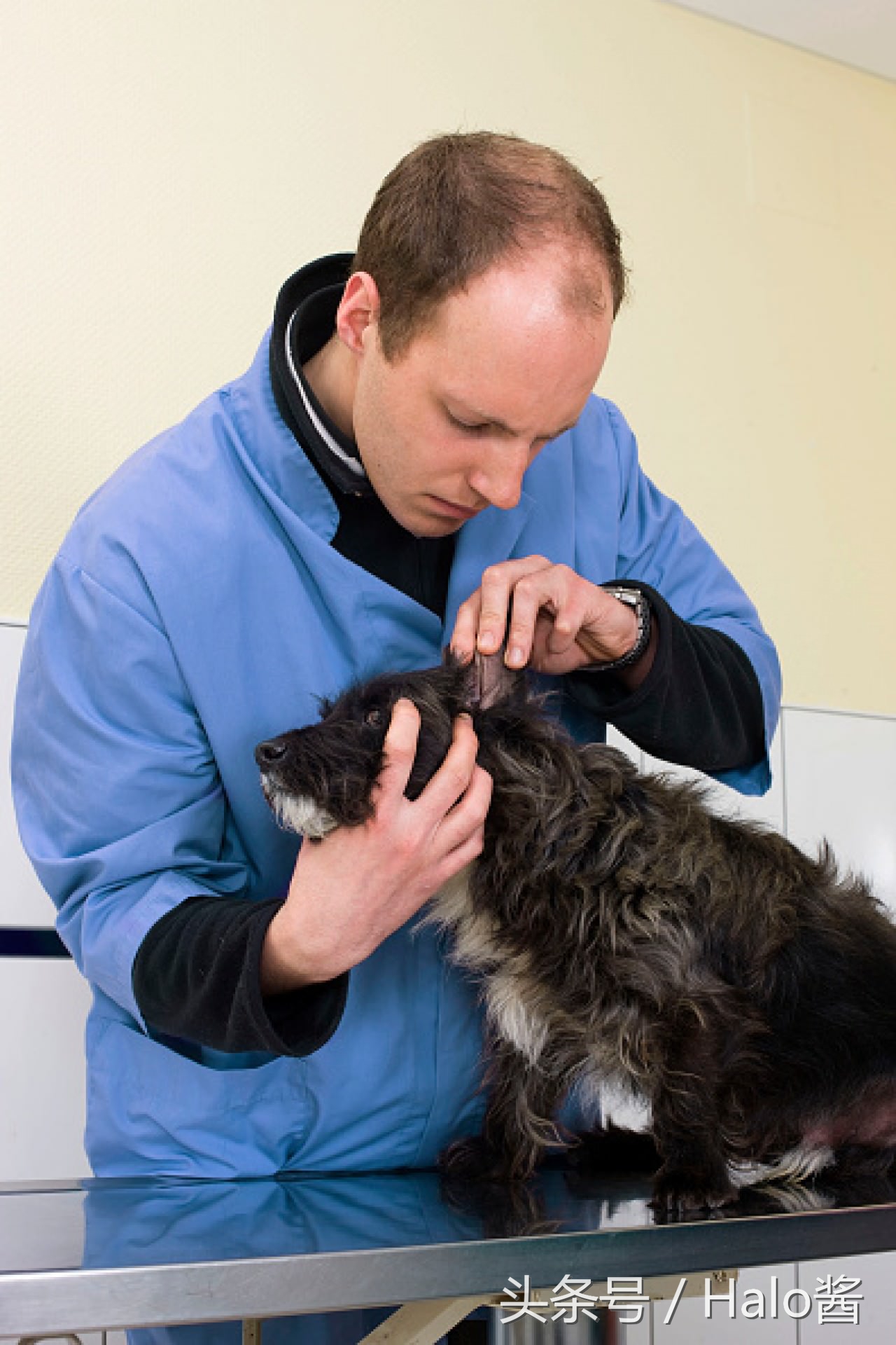 冬天养宠物狗关注事项,带狗狗出门关注事项