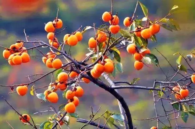 青岛最美11号线风景,青岛最美地铁和最浪漫的地铁