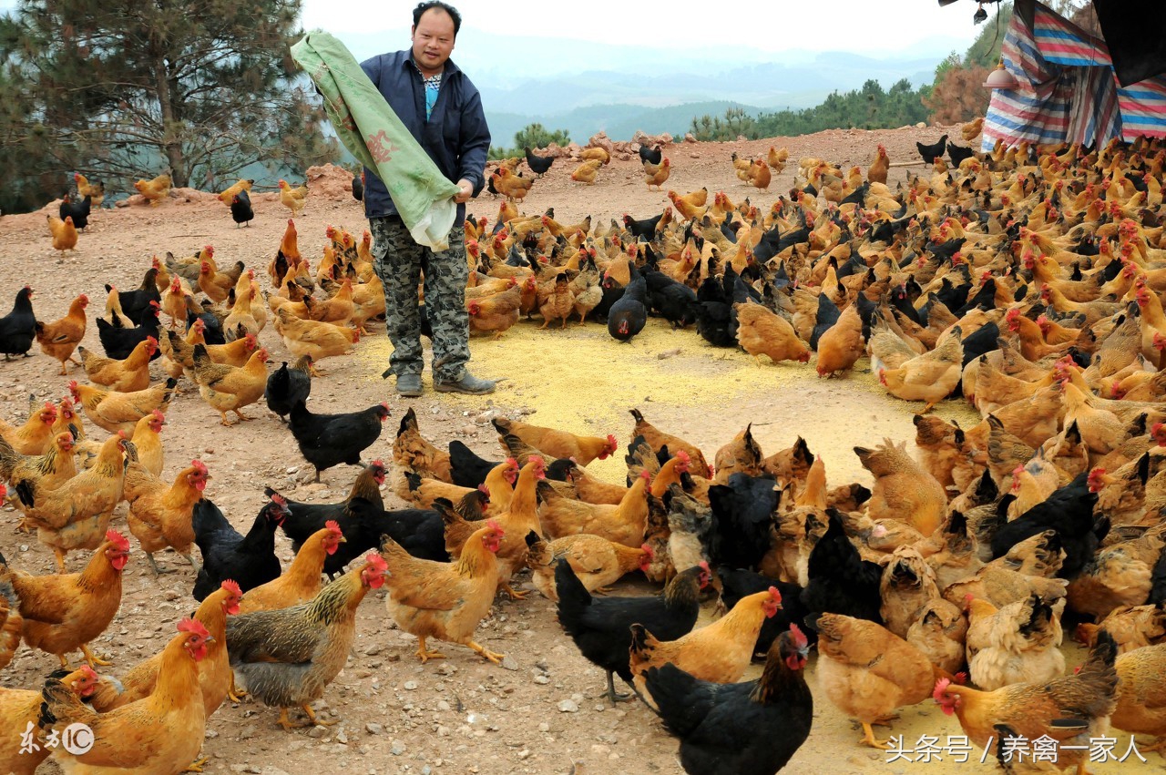 养鸡气囊炎什么症状,十大养鸡用药小技巧