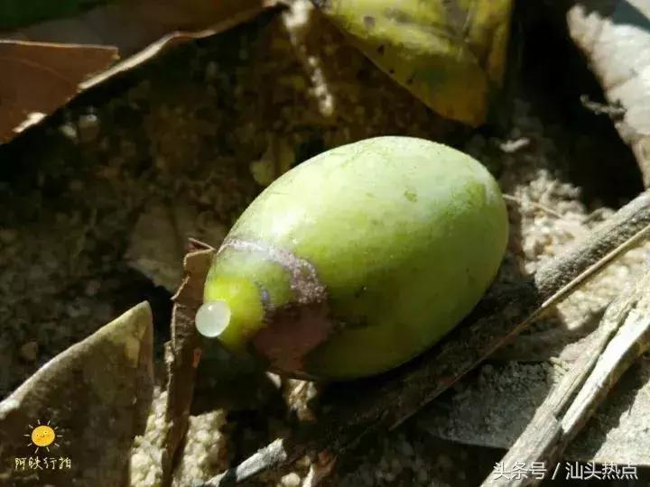 潮汕的水果有哪几种,潮汕特色野果是什么水果