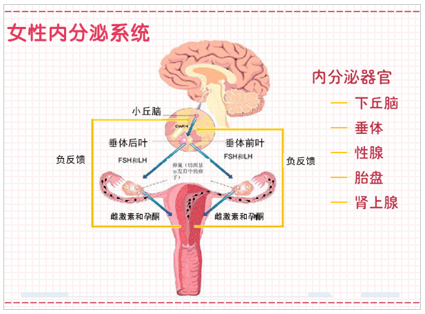 男性内分泌失调对生育的影响,防止内分泌失调平时要关注什么