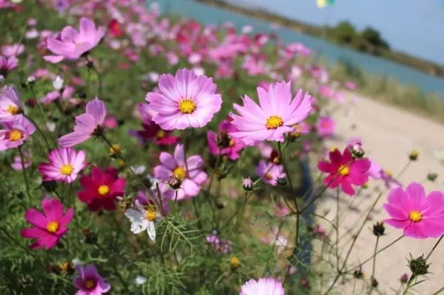 双十一｜光棍节，惠州紫溪半岛*光脱**攻略