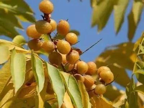 你认识无患子吗？你知道无患子有什么秘密吗？