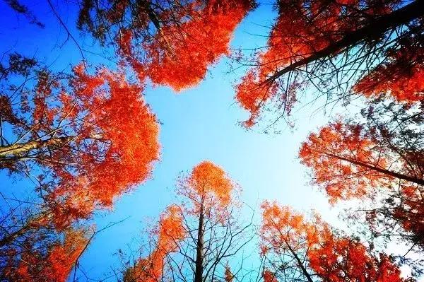 青岛最美11号线风景,青岛最美地铁和最浪漫的地铁