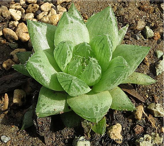 老花匠的养花技巧,樱水晶怎么养才饱满