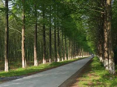 春天适合去哪踏青盐城,盐城春暖花开一日游攻略