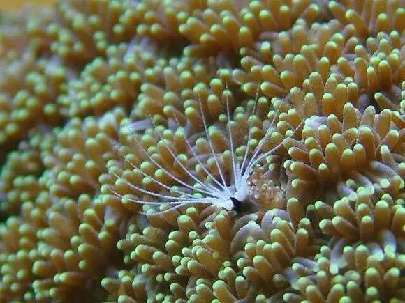 海缸好玩的小生物,海缸稀奇生物