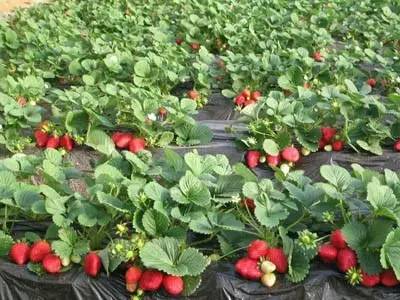 春天适合去哪踏青盐城,盐城春暖花开一日游攻略