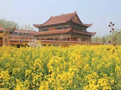 春天适合去哪踏青盐城,盐城春暖花开一日游攻略