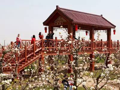 春天适合去哪踏青盐城,盐城春暖花开一日游攻略