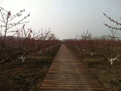 春天适合去哪踏青盐城,盐城春暖花开一日游攻略