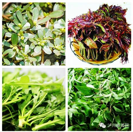 小松鼠吃什么最有营养,小松鼠吃什么怎么养