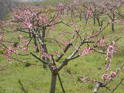 春天适合去哪踏青盐城,盐城春暖花开一日游攻略