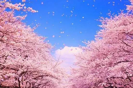 樱花盛开季节旅游攻略,樱花拍摄最全攻略