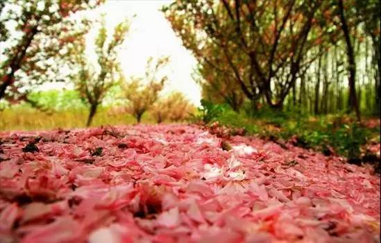 樱花盛开季节旅游攻略,樱花拍摄最全攻略