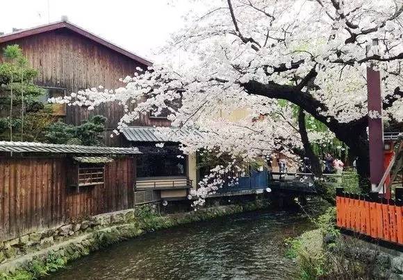 樱花盛开季节旅游攻略,樱花拍摄最全攻略