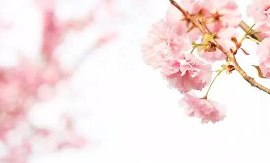 樱花盛开季节旅游攻略,樱花拍摄最全攻略