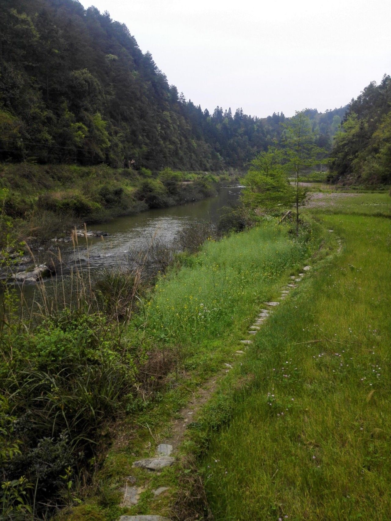 清明节：一只公鸡的思想边界
