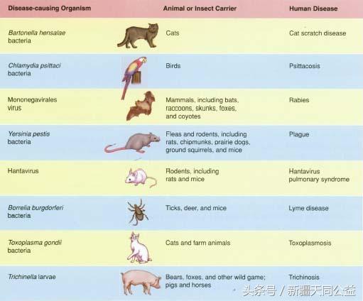 感染了HIV，还可以继续养宠物吗？