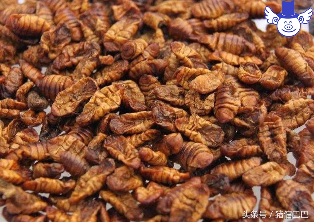 猪脂肪为什么发红,猪的脂肪为什么是黄的