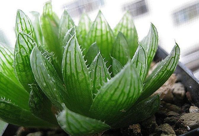 老花匠的养花技巧,樱水晶怎么养才饱满